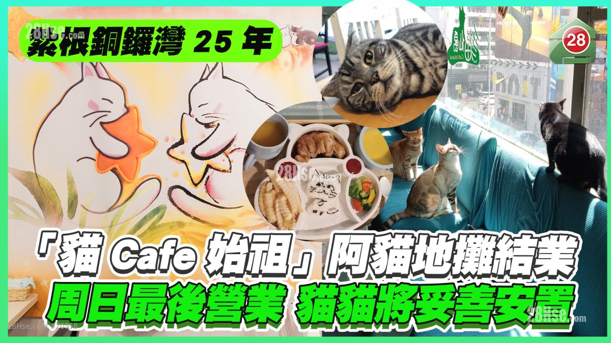 屹立铜锣湾四分一世纪｜「猫Cafe始祖」阿猫地摊结业　周日最后营业 猫咪将妥善安置